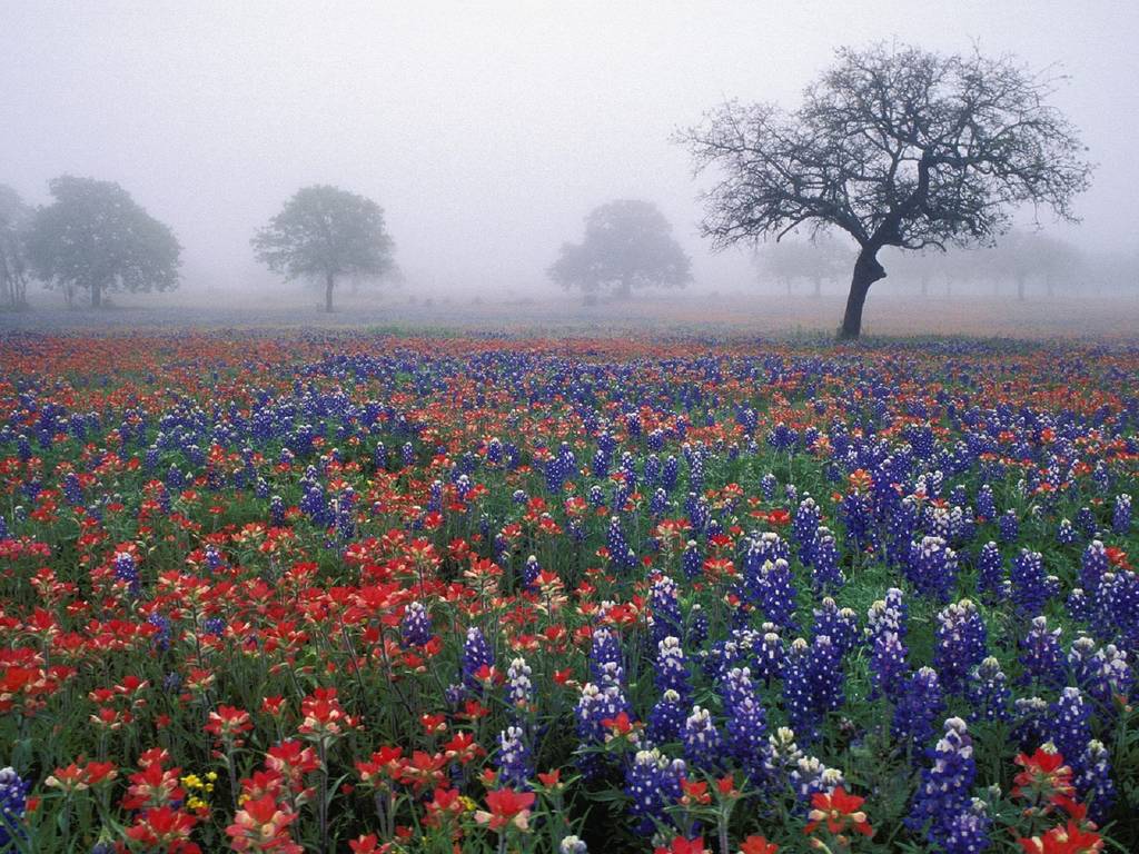 Fleurs couvertes de brouillard.